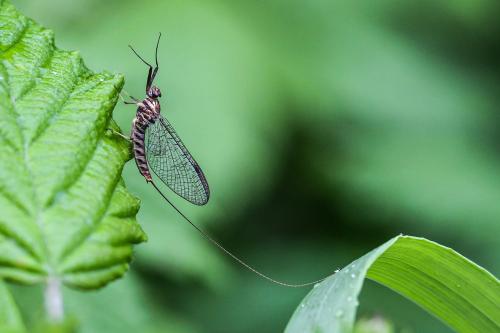 Ecdyonurus sp.